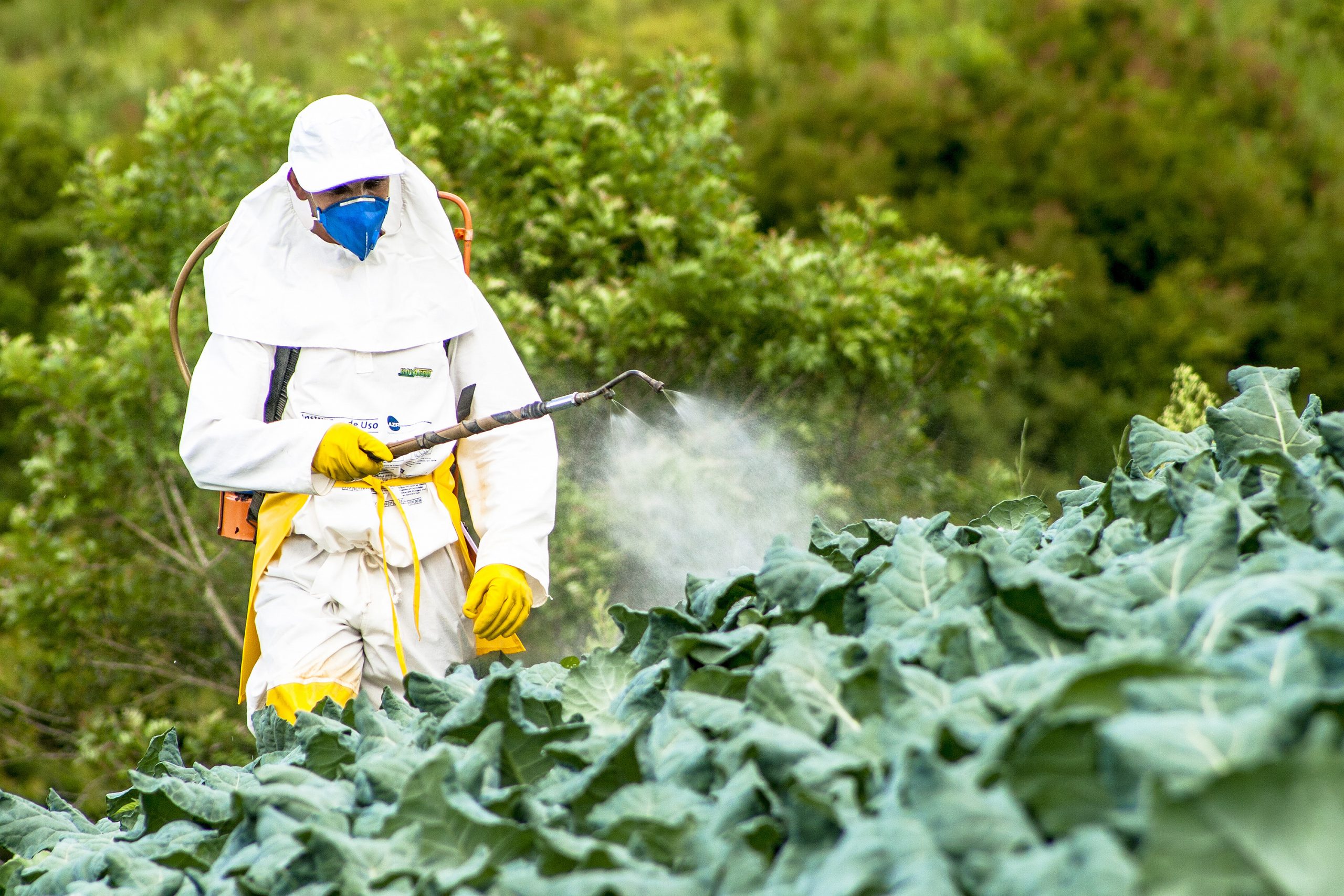 Alimento Seguro e Sustentável